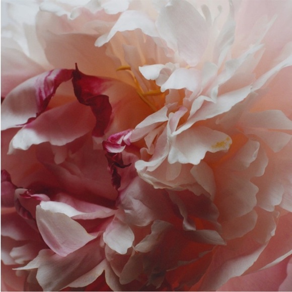 Jo Malone Best Seller Peony and Blush Suede Body & Hand Lotion - Picture 4 of 6